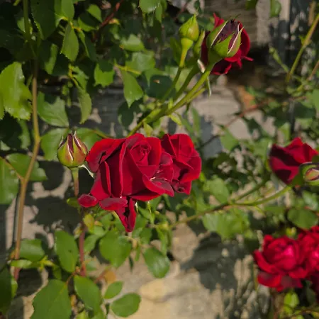 Relaxing Donacka Gora Rogatec