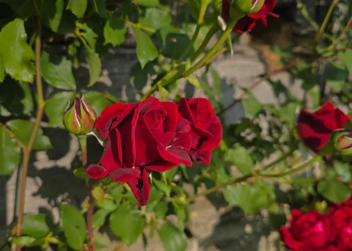 Relaxing Donacka Gora Rogatec